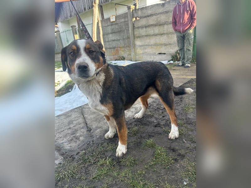 Nova, geboren 03.2025, 58cm sucht ihre Familie