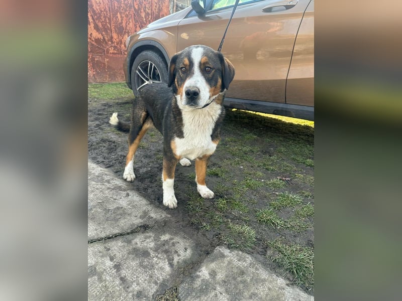 Nova, geboren 03.2025, 58cm sucht ihre Familie