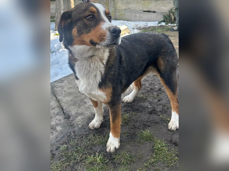 Nova, geboren 03.2025, 58cm sucht ihre Familie