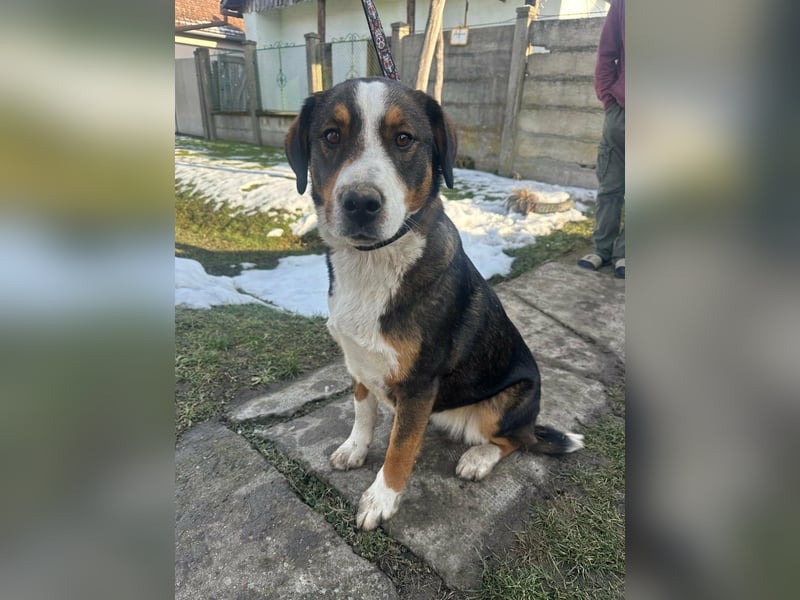 Nova, geboren 03.2025, 58cm sucht ihre Familie