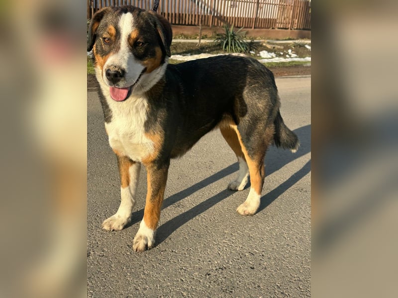 Nova, geboren 03.2025, 58cm sucht ihre Familie