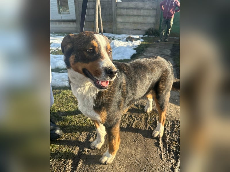 Nova, geboren 03.2025, 58cm sucht ihre Familie