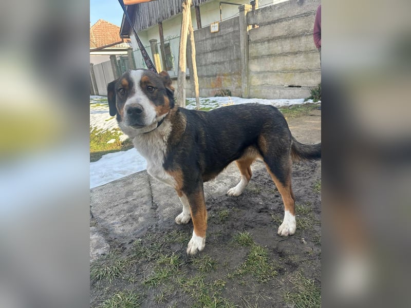 Nova, geboren 03.2025, 58cm sucht ihre Familie