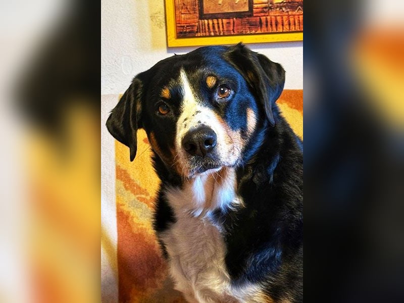 Bubi sucht seine zweite Chance – treuer Appenzeller-Mix möchte wieder ankommen