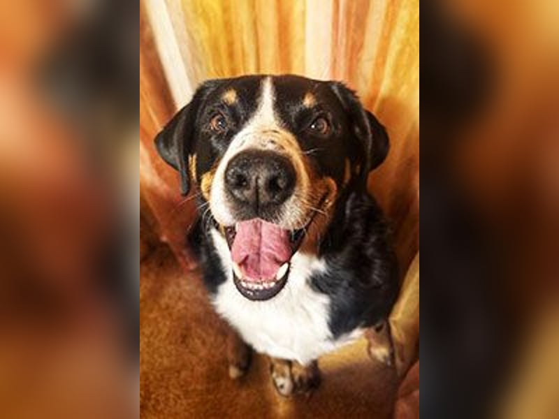 Bubi sucht seine zweite Chance – treuer Appenzeller-Mix möchte wieder ankommen