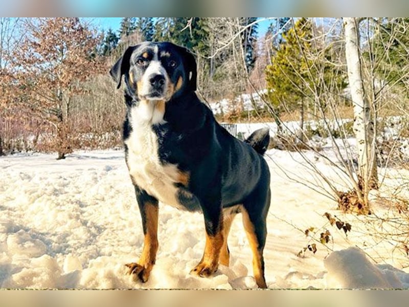 Bubi sucht seine zweite Chance – treuer Appenzeller-Mix möchte wieder ankommen