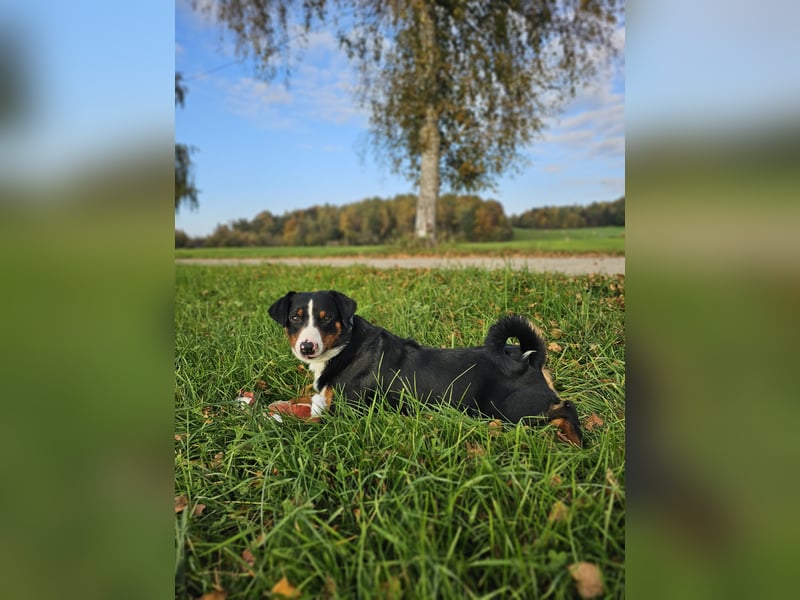 Deckrüde – Appenzeller Sennenhund
