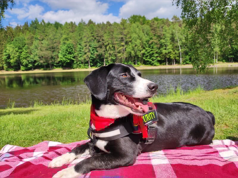 Appenzeller Sennenhund Mixe suchen neue Familien