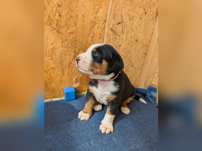 Appenzeller Sennenhund Mixe suchen neue Familien