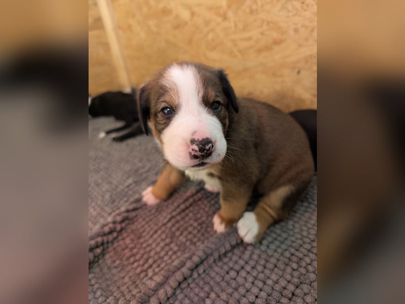 Appenzeller Sennenhund Mixe suchen neue Familien