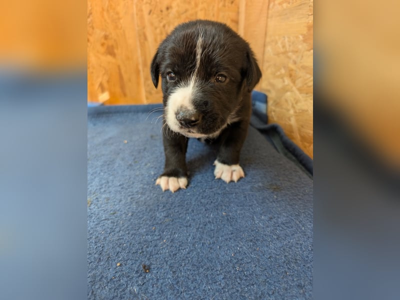 Appenzeller Sennenhund Mixe suchen neue Familien