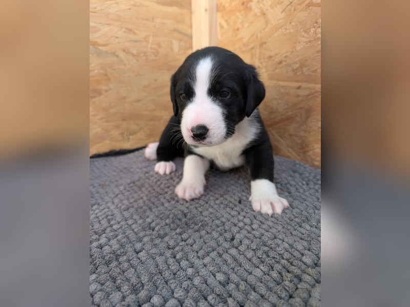 Appenzeller Sennenhund Mixe suchen neue Familien