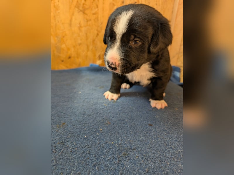 Appenzeller Sennenhund Mixe suchen neue Familien