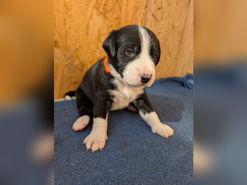 Appenzeller Sennenhund Mixe suchen neue Familien