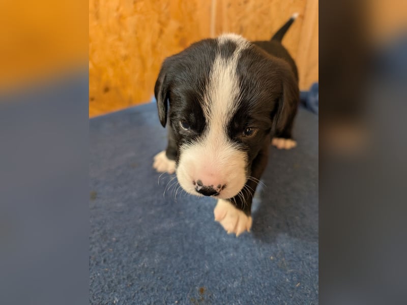 Appenzeller Sennenhund Mixe suchen neue Familien