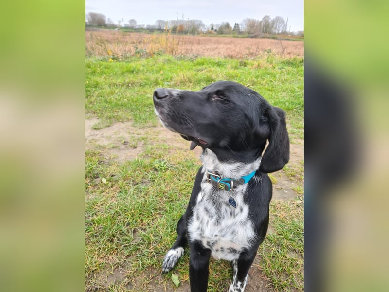 Capper sucht ein neues Zuhause Capper sucht ein neues Zuhause