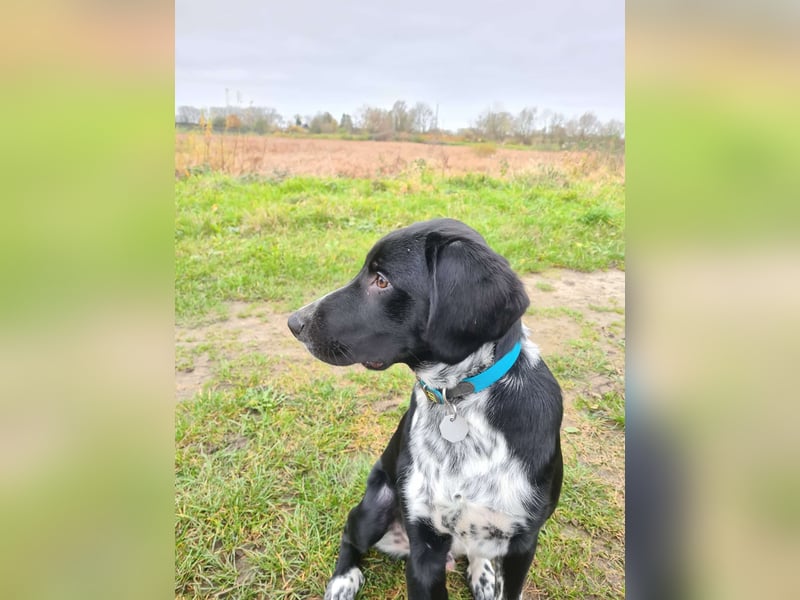 Capper sucht ein neues Zuhause Capper sucht ein neues Zuhause