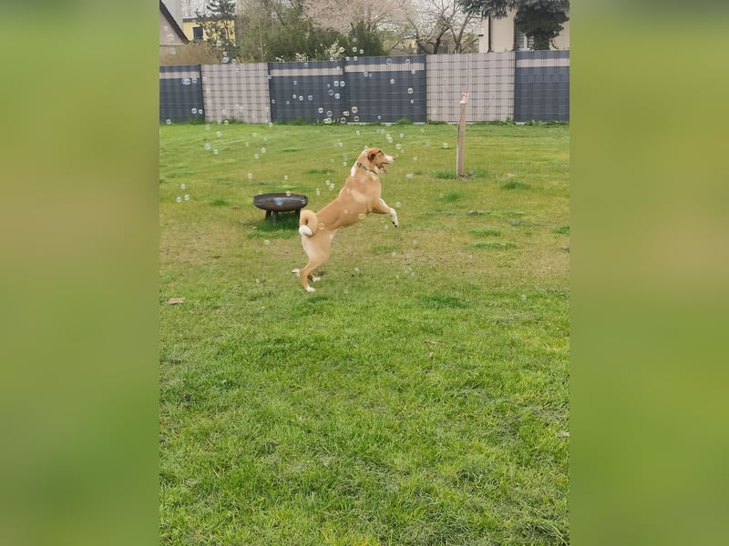 Appenzeller Sennenhund