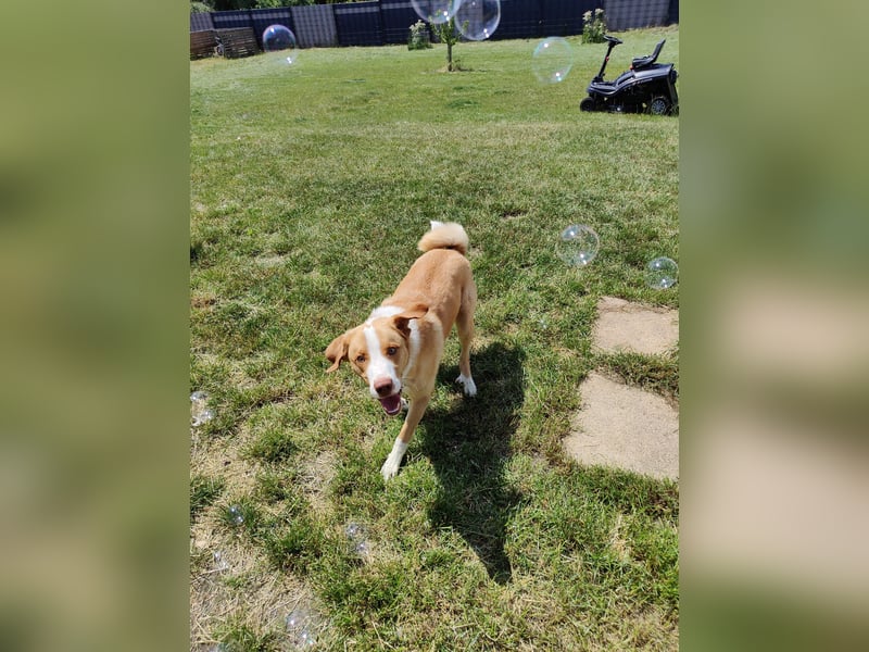 Appenzeller Sennenhund