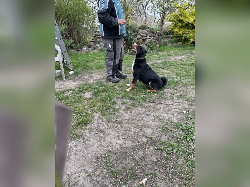 Appenzeller Sennenhündin mit Stammbaum und vollem Impfschutz sucht Familie