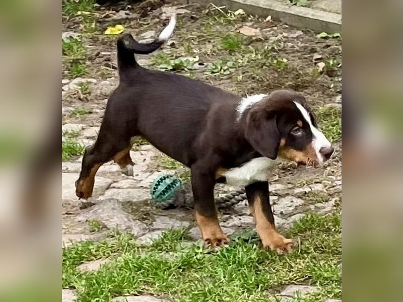 Appenzeller Sennenhunde Welpen havannabraun Familienaufzucht