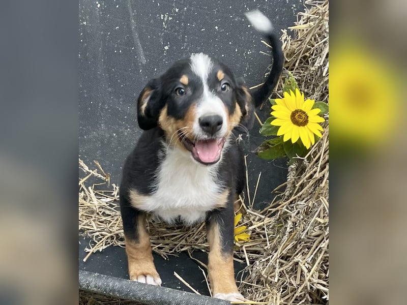 Appenzeller Sennenhunde Welpen havannabraun Familienaufzucht