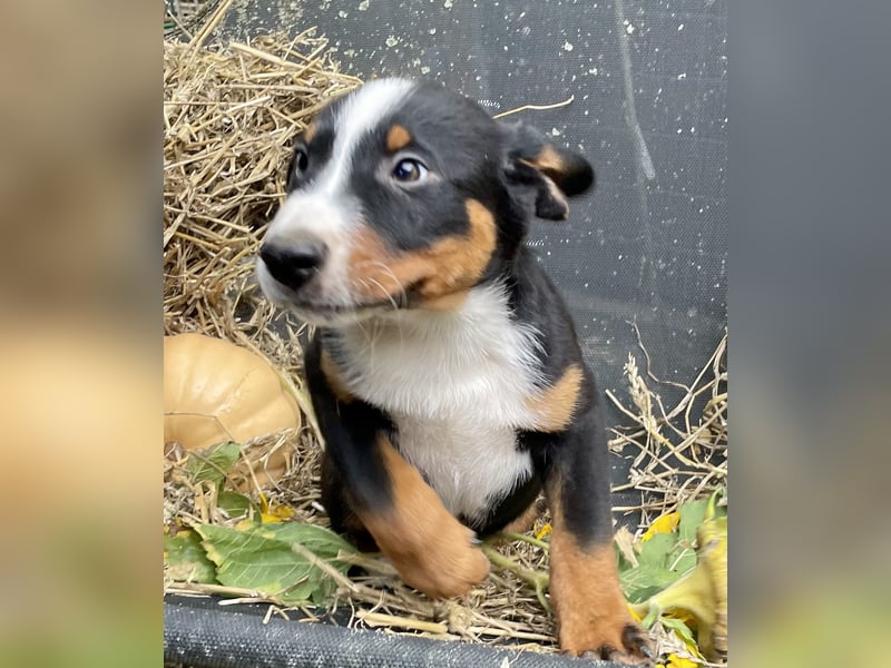 Appenzeller Sennenhunde Welpen havannabraun Familienaufzucht