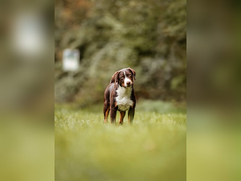 Appenzeller Sennenhunde Welpen havannabraun Familienaufzucht