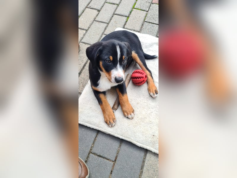Appenzeller Sennenhunde Welpen havannabraun Familienaufzucht