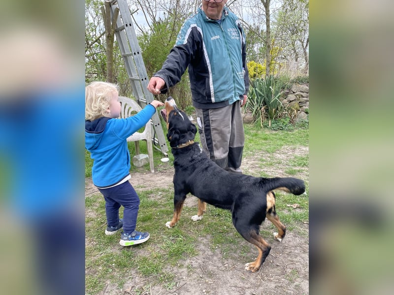 Appenzeller Sennenhündin mit Stammbaum und vollem Impfschutz sucht Familie