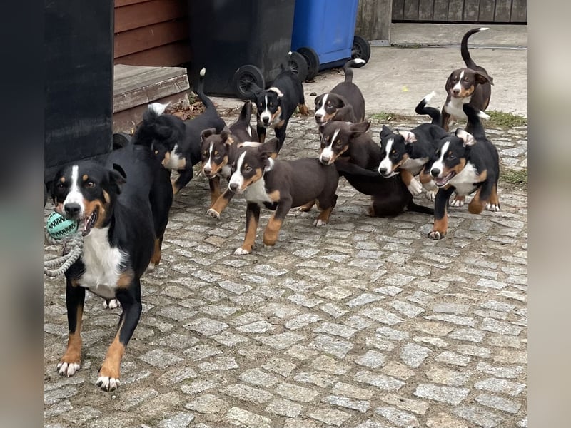 Appenzeller Sennenhunde Welpen havannabraun Familienaufzucht