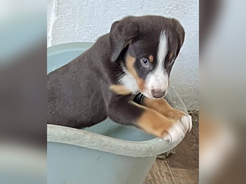 Appenzeller Sennenhunde Welpen havannabraun Familienaufzucht