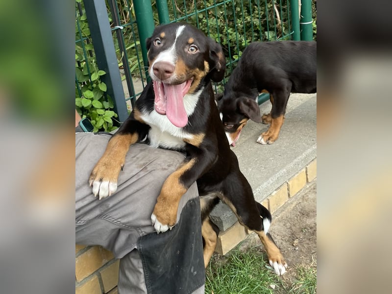 Appenzeller Sennenhunde Welpen havannabraun Familienaufzucht