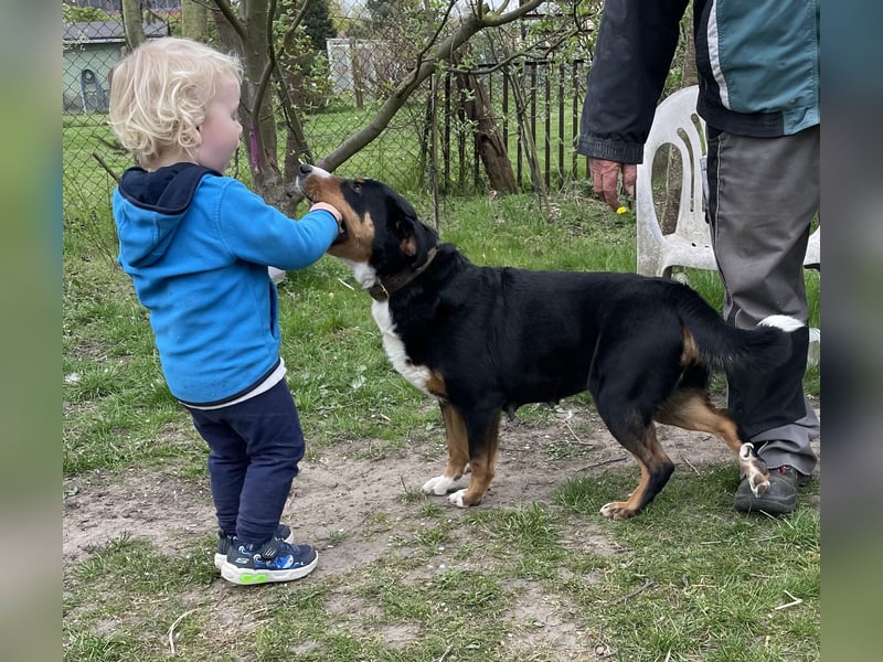 Appenzeller Sennenhündin mit Stammbaum und vollem Impfschutz sucht Familie
