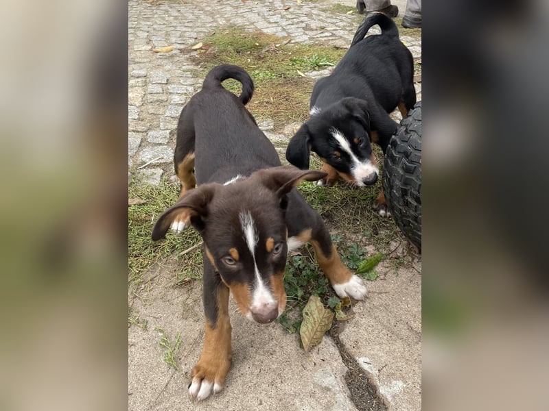 Appenzeller Sennenhunde Welpen havannabraun Familienaufzucht
