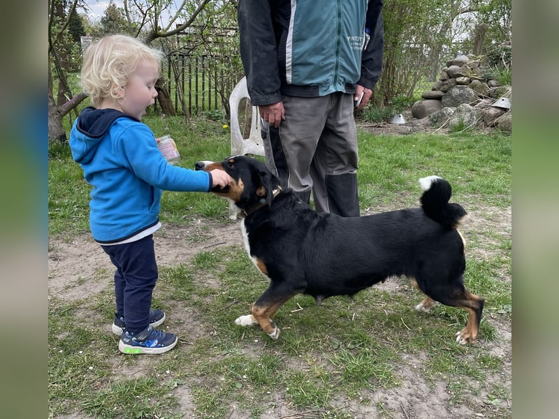 Appenzeller Sennenhündin mit Stammbaum und vollem Impfschutz sucht Familie
