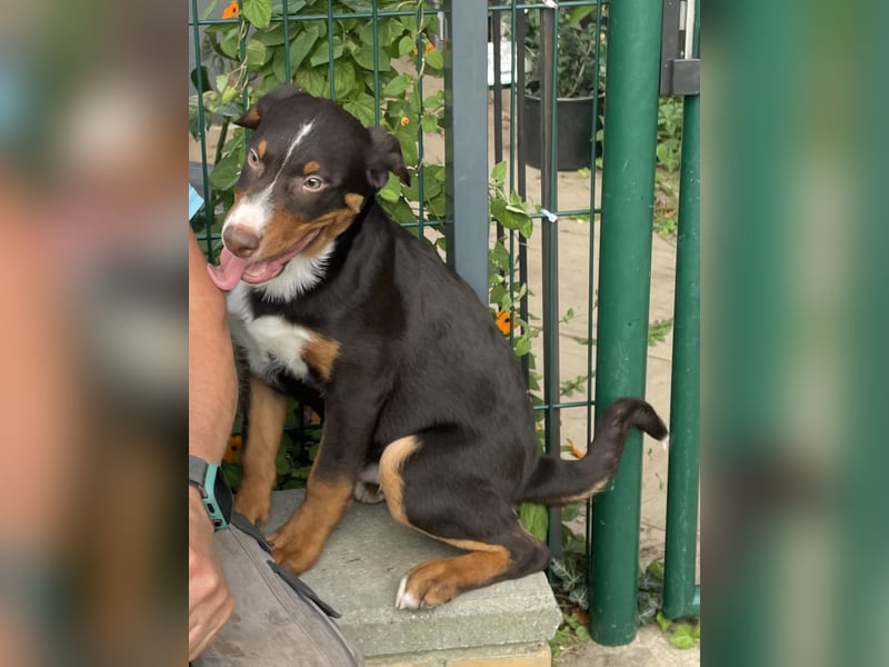 Appenzeller Sennenhunde Welpen havannabraun Familienaufzucht