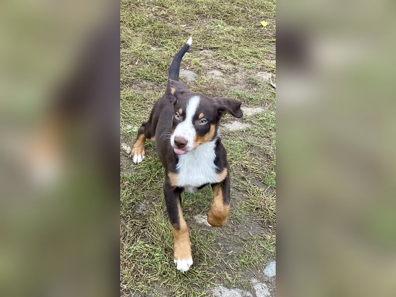 Appenzeller Sennenhunde Welpen havannabraun Familienaufzucht