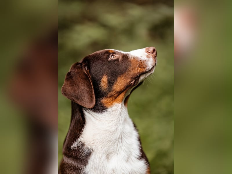 Appenzeller Sennenhunde Welpen havannabraun Familienaufzucht