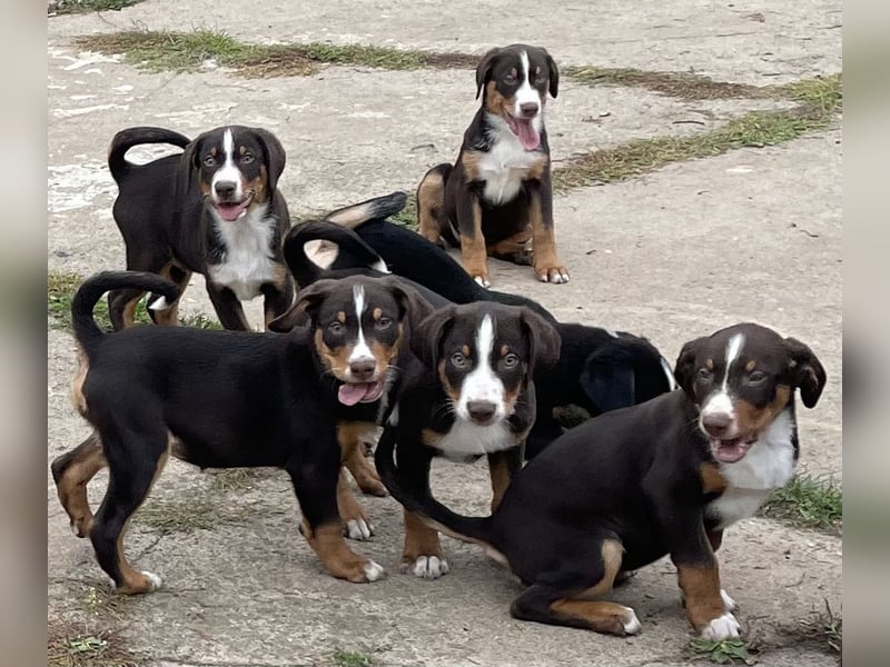 Appenzeller Sennenhunde Welpen havannabraun Familienaufzucht