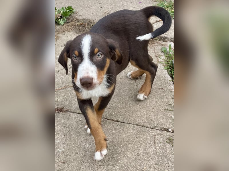 Appenzeller Sennenhunde Welpen havannabraun Familienaufzucht