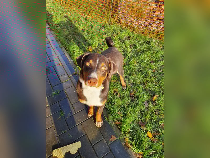 Apollo sucht seinen passenden Menschen ❤️