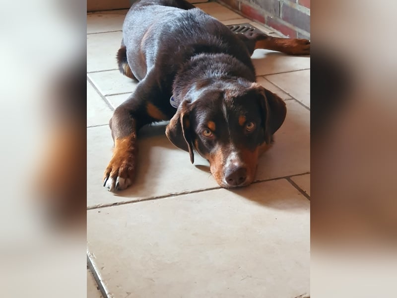 Apollo sucht seinen passenden Menschen ❤️