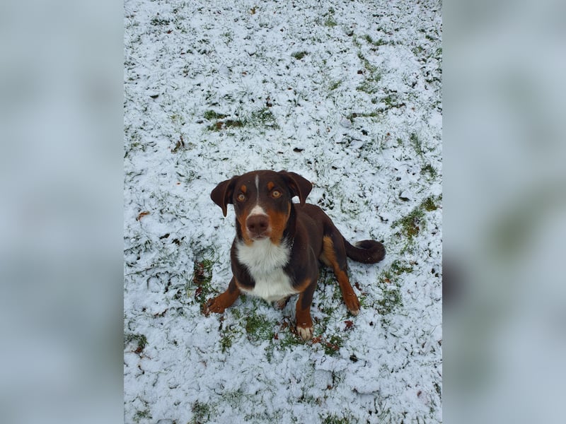 Apollo sucht seinen passenden Menschen ❤️