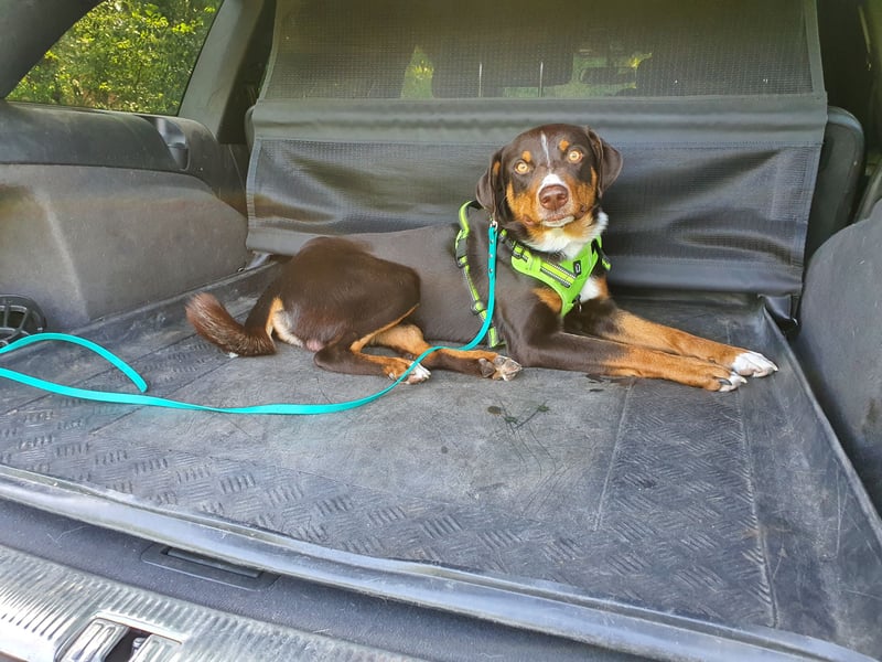 Apollo sucht seinen passenden Menschen ❤️