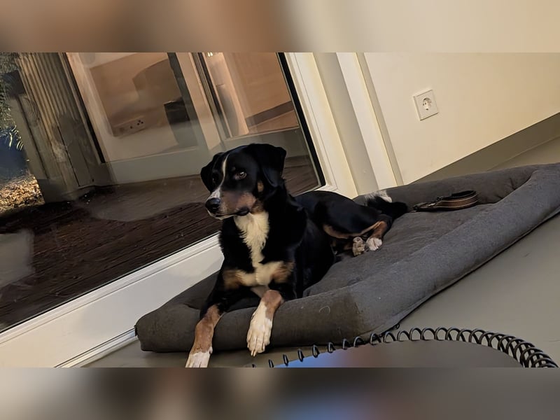 Toller Familienhund 4 Jahre sucht liebevolles Zuhause