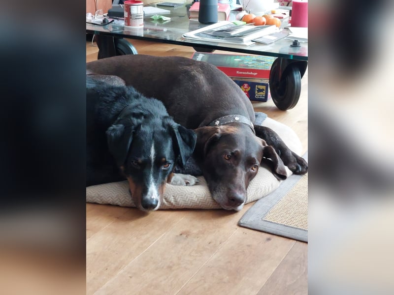 Toller Familienhund 4 Jahre sucht liebevolles Zuhause