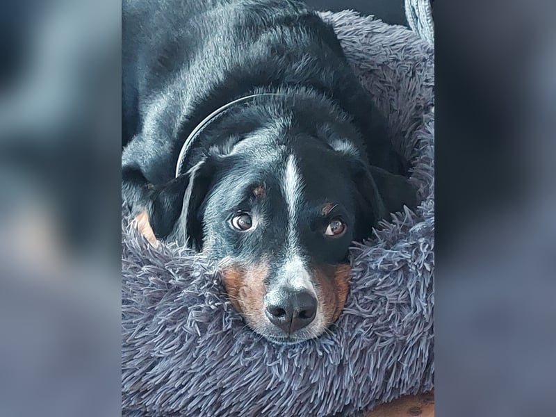 Toller Familienhund 4 Jahre sucht liebevolles Zuhause