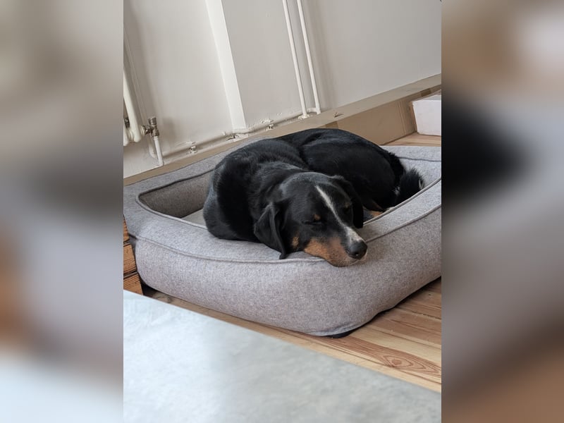 Toller Familienhund 4 Jahre sucht liebevolles Zuhause