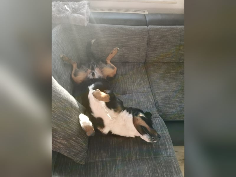 Appenzeller-Rüde Lui sucht ein neues Zuhause